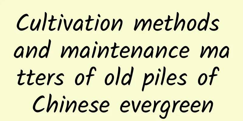 Cultivation methods and maintenance matters of old piles of Chinese evergreen