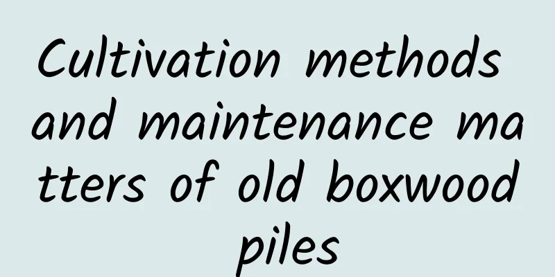 Cultivation methods and maintenance matters of old boxwood piles