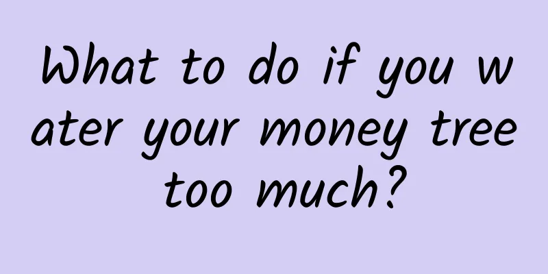 What to do if you water your money tree too much?