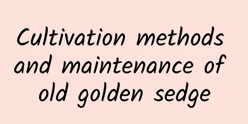 Cultivation methods and maintenance of old golden sedge