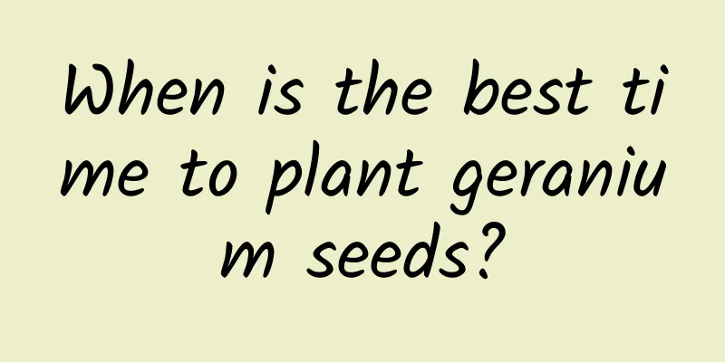 When is the best time to plant geranium seeds?