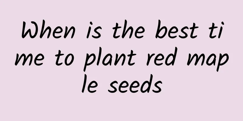 When is the best time to plant red maple seeds
