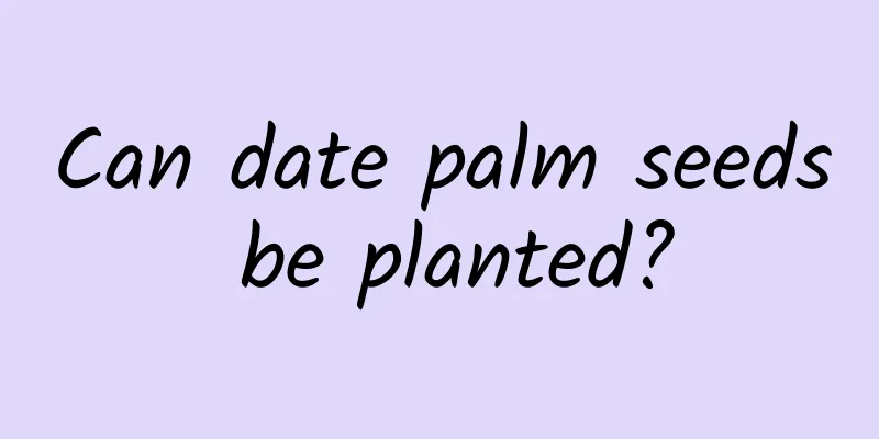 Can date palm seeds be planted?