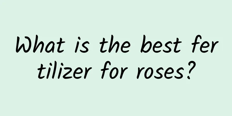 What is the best fertilizer for roses?