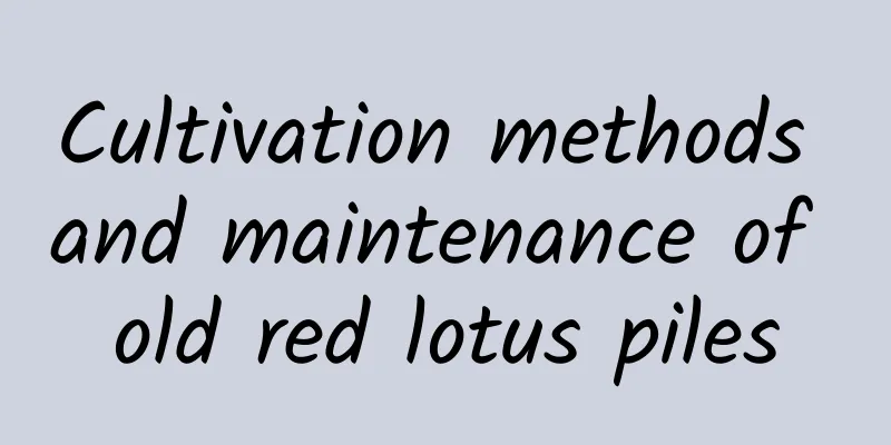 Cultivation methods and maintenance of old red lotus piles