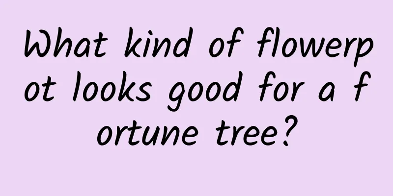 What kind of flowerpot looks good for a fortune tree?