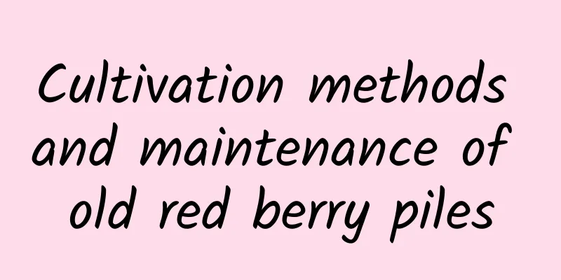 Cultivation methods and maintenance of old red berry piles