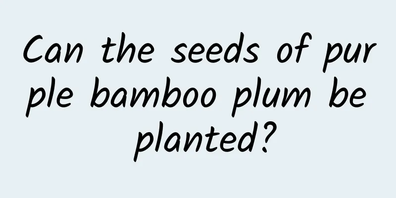 Can the seeds of purple bamboo plum be planted?
