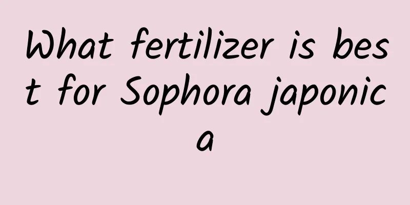 What fertilizer is best for Sophora japonica