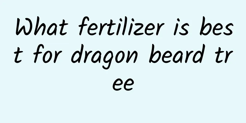 What fertilizer is best for dragon beard tree