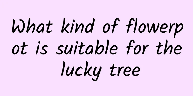 What kind of flowerpot is suitable for the lucky tree