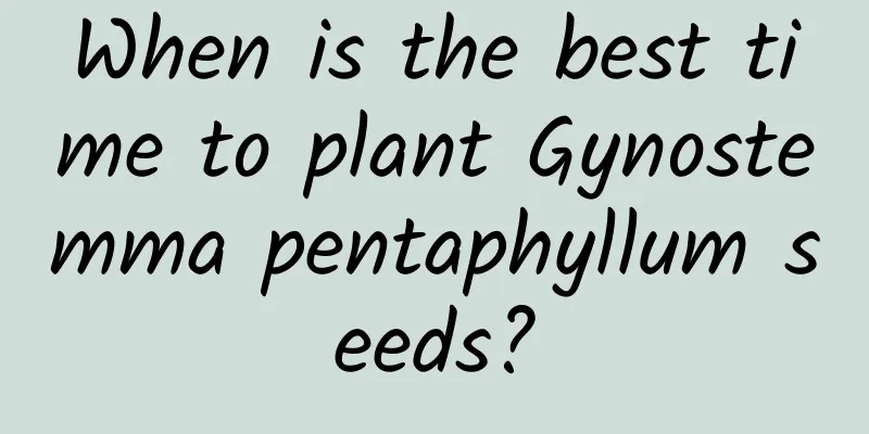 When is the best time to plant Gynostemma pentaphyllum seeds?