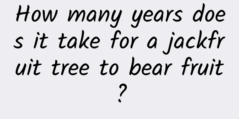 How many years does it take for a jackfruit tree to bear fruit?