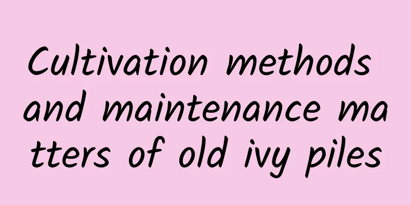 Cultivation methods and maintenance matters of old ivy piles