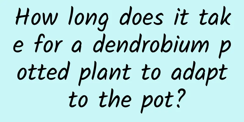 How long does it take for a dendrobium potted plant to adapt to the pot?