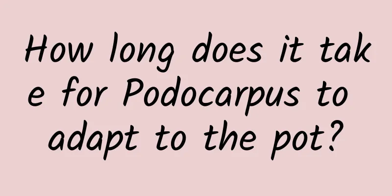 How long does it take for Podocarpus to adapt to the pot?