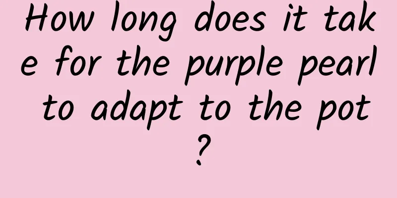 How long does it take for the purple pearl to adapt to the pot?