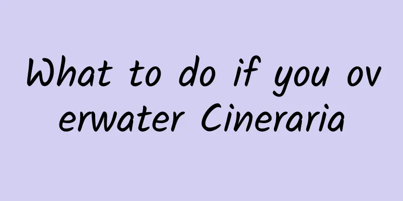 What to do if you overwater Cineraria