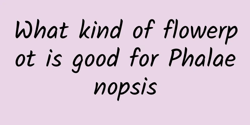 What kind of flowerpot is good for Phalaenopsis