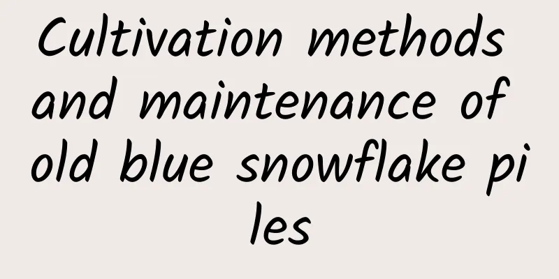 Cultivation methods and maintenance of old blue snowflake piles