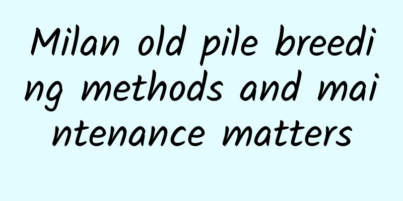 Milan old pile breeding methods and maintenance matters