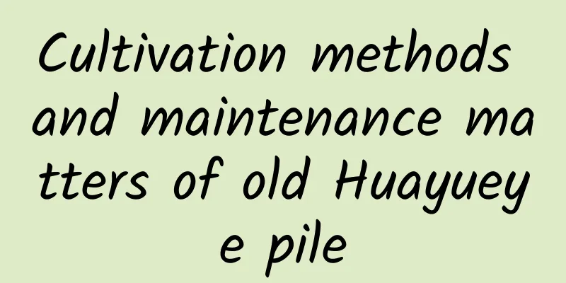 Cultivation methods and maintenance matters of old Huayueye pile