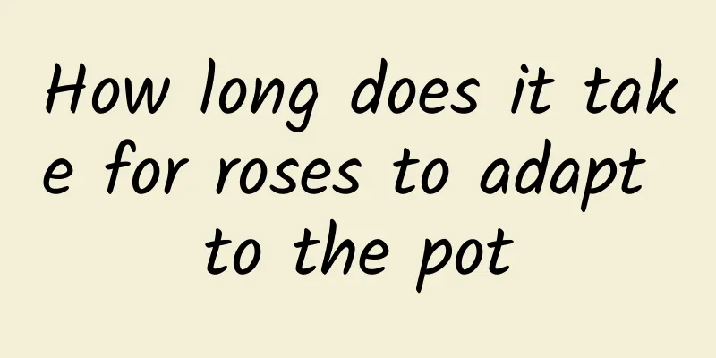 How long does it take for roses to adapt to the pot