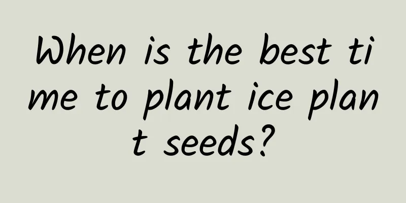 When is the best time to plant ice plant seeds?