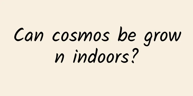 Can cosmos be grown indoors?