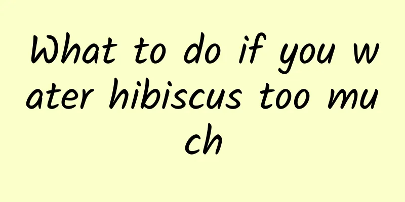What to do if you water hibiscus too much