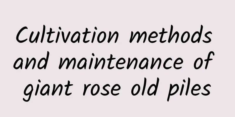 Cultivation methods and maintenance of giant rose old piles