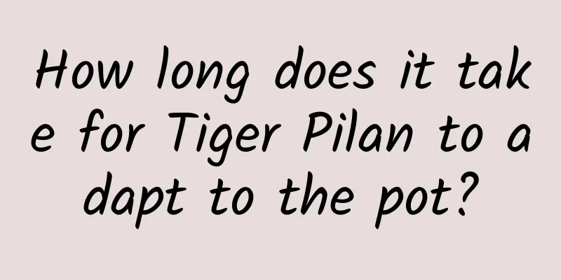 How long does it take for Tiger Pilan to adapt to the pot?
