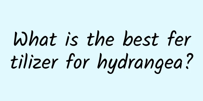 What is the best fertilizer for hydrangea?