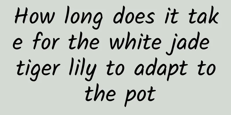 How long does it take for the white jade tiger lily to adapt to the pot