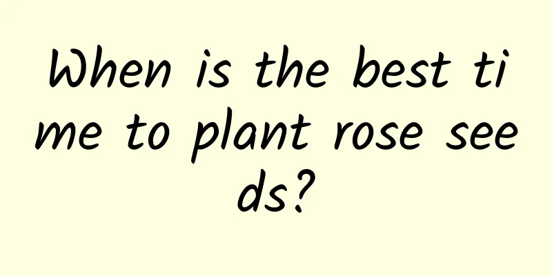 When is the best time to plant rose seeds?