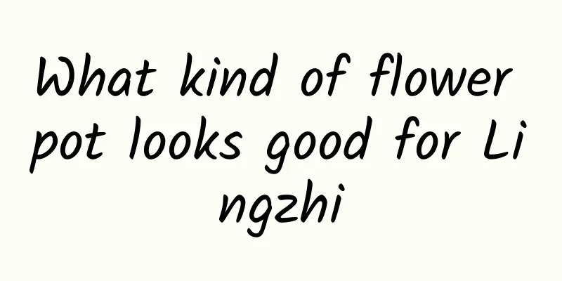 What kind of flower pot looks good for Lingzhi