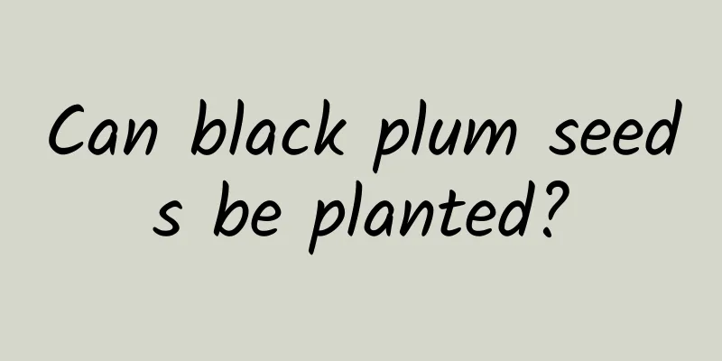 Can black plum seeds be planted?