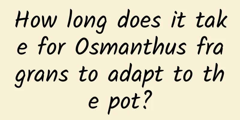 How long does it take for Osmanthus fragrans to adapt to the pot?