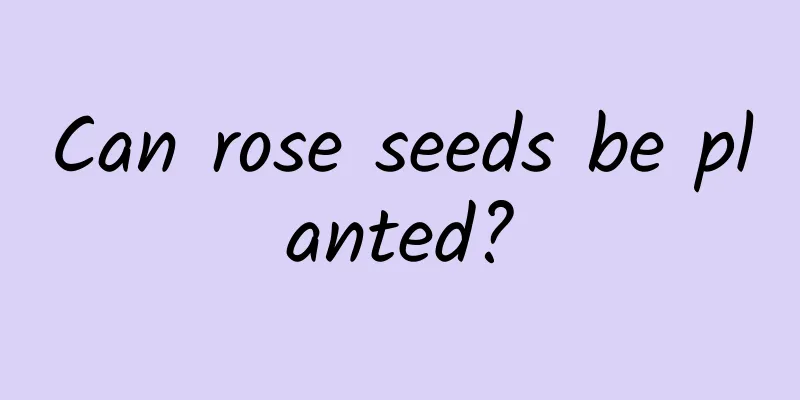Can rose seeds be planted?