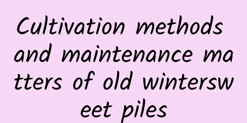 Cultivation methods and maintenance matters of old wintersweet piles