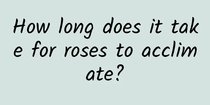 How long does it take for roses to acclimate?