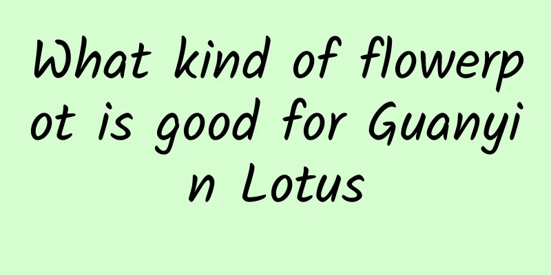 What kind of flowerpot is good for Guanyin Lotus