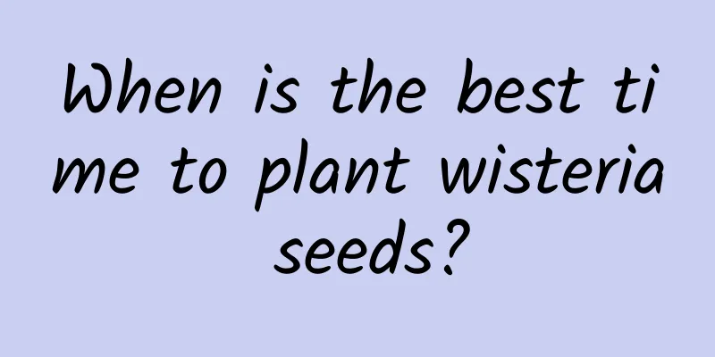 When is the best time to plant wisteria seeds?