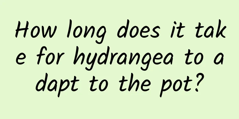 How long does it take for hydrangea to adapt to the pot?