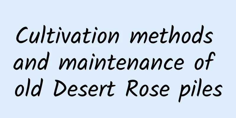 Cultivation methods and maintenance of old Desert Rose piles