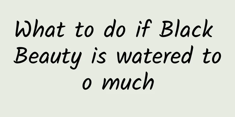 What to do if Black Beauty is watered too much