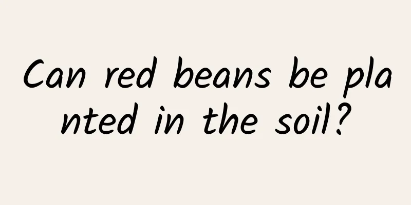 Can red beans be planted in the soil?