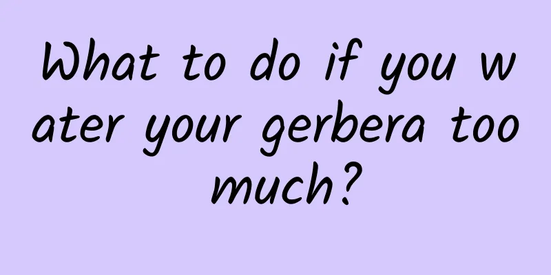 What to do if you water your gerbera too much?