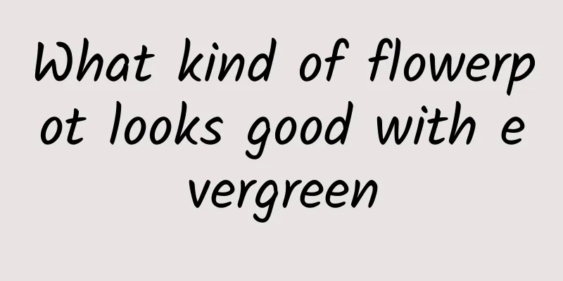 What kind of flowerpot looks good with evergreen