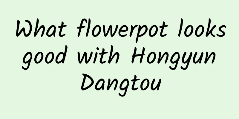 What flowerpot looks good with Hongyun Dangtou